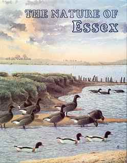 The Butterflies of Essex: cover illustration by David Corke